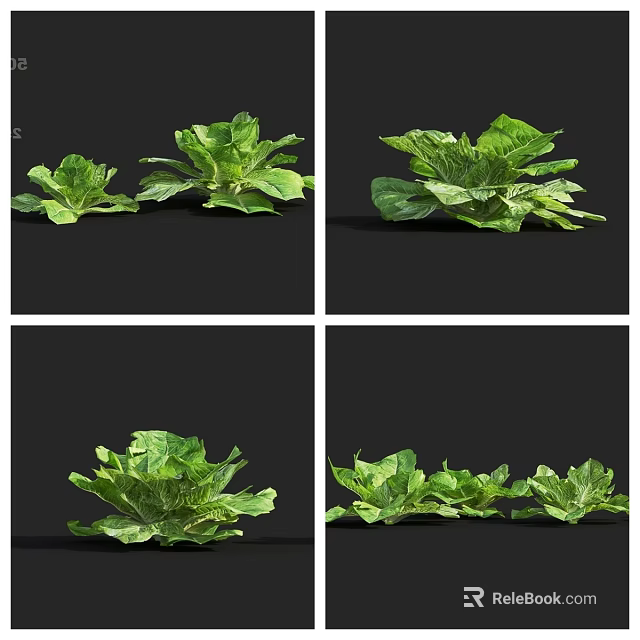 Fresh Green Leafy Vegetables Shown From Various Angles In Studio Displays 3d model 