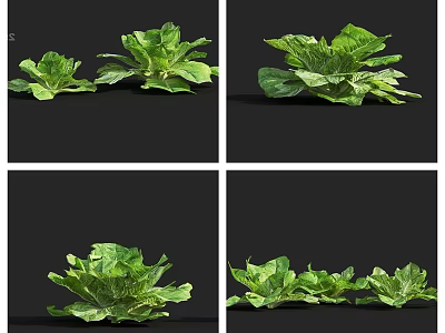 Fresh Green Leafy Vegetables Shown From Various Angles In Studio Displays 3d model