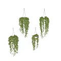 Hanging Basket Plants with Lush Trailing Greenery for Indoor Home Decor