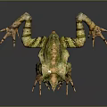 Unique Horned Frog With Green Brown Skin Crawling On Dark Surface