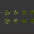 Lush Green Plants With White Flowers And Diverse Leafy Foliage