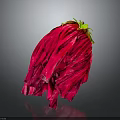 Vibrant Red Flower With Wrinkled Petals Green Calyx And Yellow Parts On Dark Background