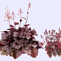 Vibrant Garden Shrubs With Red And Purple Leaves And Pink Flowers For Landscaping