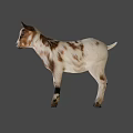 Cute White and Brown Baby Goat Standing with Shadow on Green Background