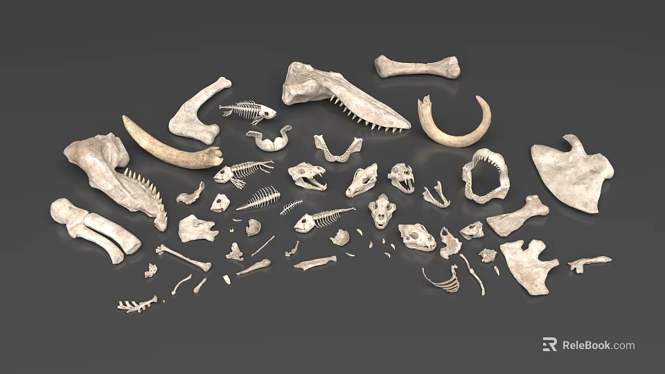 Reptile Skeleton Anatomical Parts Including Skull Rib Vertebra And Limb Bones 3d model 
