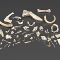 Reptile Skeleton Anatomical Parts Including Skull Rib Vertebra And Limb Bones