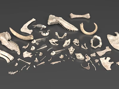 Reptile Skeleton Anatomical Parts Including Skull Rib Vertebra And Limb Bones 3d model