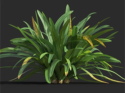 Vibrant Lush Herbaceous Plant With Long Green Leaves And Yellow Tips 3d model