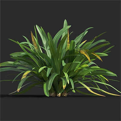 Vibrant Lush Herbaceous Plant With Long Green Leaves And Yellow Tips 3d model