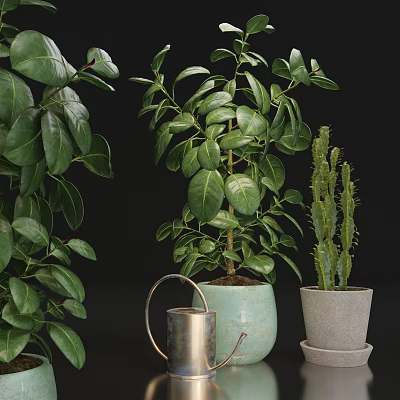 Green Leafy Bonsai Potted Plants With Cactus And Metal Watering Can 3d model