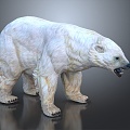 Modern bear polar bear white bear cartoon bear 3d model