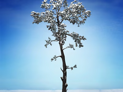 Snow Covered Tree Standing Against Clear Blue Sky With Snowy Ground 3d model