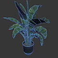 Large Tropical Potted Plant With Broad Green Leaves In Dark Pot