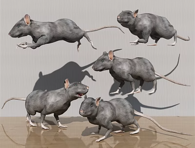 Modern mouse animal rat 3d model Modern mouse animal rat 3d model