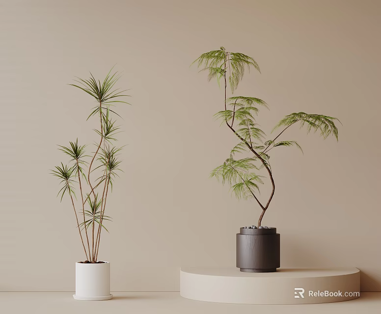Green Leafy Bonsai Plants in White and Black Pots on Beige Background with Simple Platform 3d model 