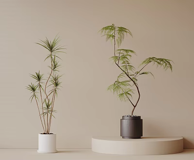 Green Leafy Bonsai Plants in White and Black Pots on Beige Background with Simple Platform 3d model