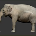 Detailed Elephant 3D Model With Grey Skin Texture And Standing Pose 3d model