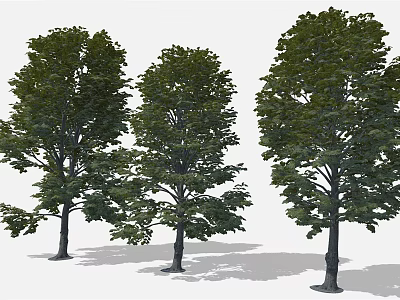 Cartoon Scene With Three Lush Green Leafy Trees And Natural Shaded Trunks 3d model