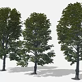 Cartoon Scene With Three Lush Green Leafy Trees And Natural Shaded Trunks