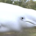 White Beluga Whale in Natural Outdoor Setting with Green Grass and Trees Background