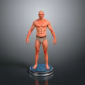 Shirtless Male 3D Model in Underwear on Blue Base with Gray Background