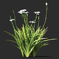 White Flower Plant with Long Green Leaves and Slender Stems for Garden Decoration