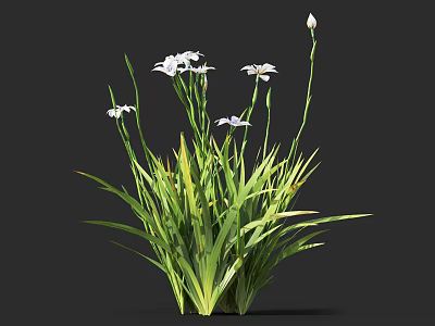 White Flower Plant with Long Green Leaves and Slender Stems for Garden Decoration 3d model