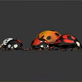 Colorful Ladybugs With Different Spots And Vibrant Shells On Dark Background