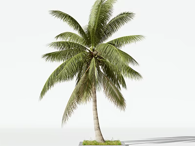 Tall Palm Tree With Lush Green Fronds And Brown Trunk Isolated On White 3d model