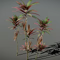 Vibrant Leafy Plants Featuring Pink And Green Leaves On Slender Stems Against Gray Background