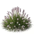 Purple Flowering Grasses And Green Decorative Plants For Garden Landscape Design
