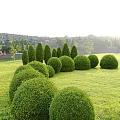 Trimmed Arbor Trees With Well Shaped Shrubs On Lush Green Lawn And Distant Buildings