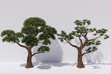 New Chinese Pine Trees Pohan Pine Trees 3d model