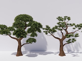 New Chinese Pine Trees Pohan Pine Trees 3d model