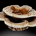 Ganoderma Plant With Overlapping Brown And White Textured Caps On Black Background