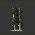 Various Green Trees With White Trunks And Different Heights Display Model Featuring Small White Elements 3d model