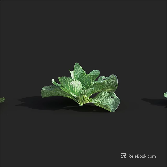 Fresh Organic Green Cabbage With Vibrant Healthy Leaves On Black Background 3d model 