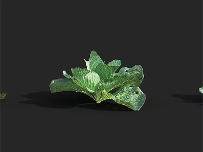 Fresh Organic Green Cabbage With Vibrant Healthy Leaves On Black Background 3d model
