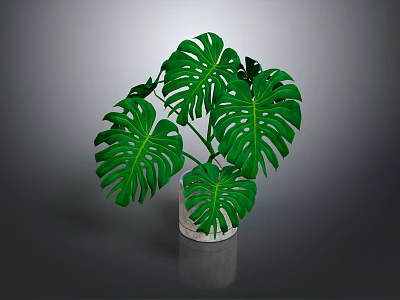 Lush Monstera Plant with Large Green Leaves in White Ceramic Pot on Dark Background 3d model