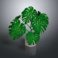 Lush Monstera Plant with Large Green Leaves in White Ceramic Pot on Dark Background
