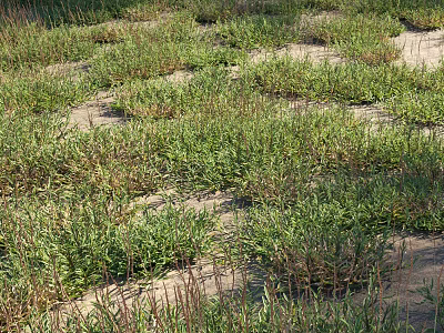 Vibrant Green Grasses Growing in Sandy Terrain with Dense Natural Clumps 3d model