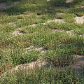 Vibrant Green Grasses Growing in Sandy Terrain with Dense Natural Clumps