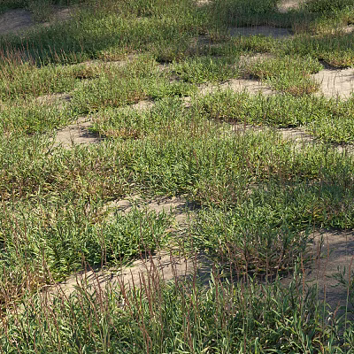 Vibrant Green Grasses Growing in Sandy Terrain with Dense Natural Clumps 3d model