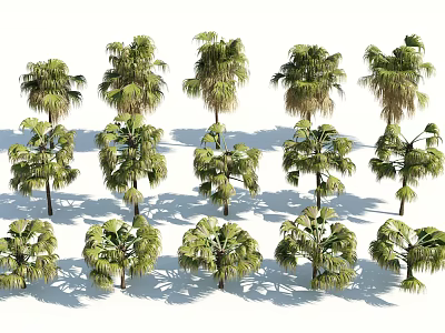 Various Types Of Green Palm Trees With Lush Leaves Trunks And Natural Shadows 3d model