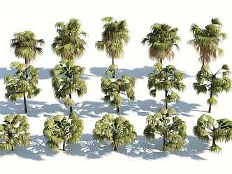 Modern Palm Tree 3d model