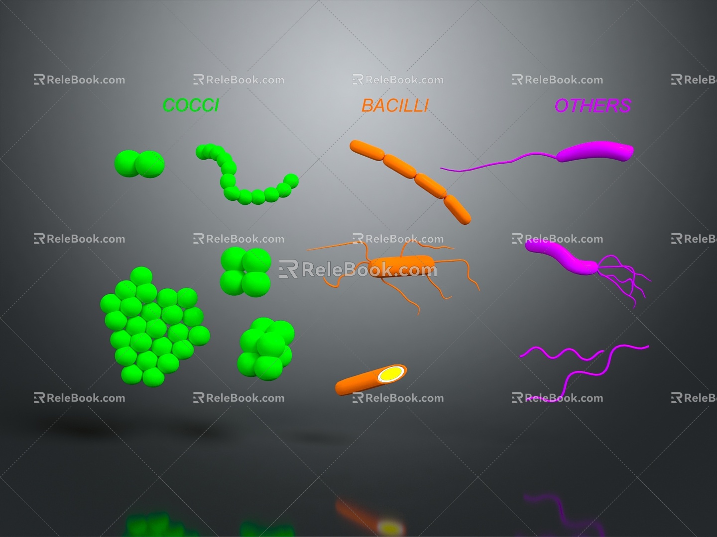 The shape of modern bacteria Bacteria coccus bacillus 3d model