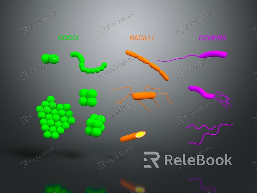 The shape of modern bacteria Bacteria coccus bacillus model