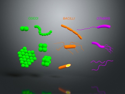 The shape of modern bacteria Bacteria coccus bacillus 3d model