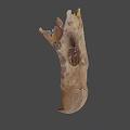 Ancient Flying Animal Skull Fossil With Preserved Skeletal Structure And Details