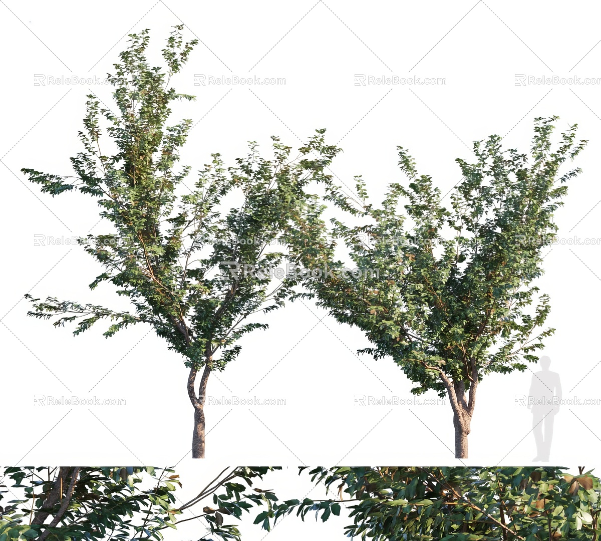 Landscape trees, big trees, street trees 3d model